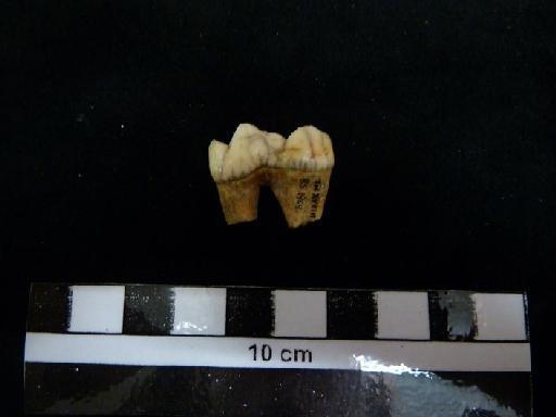 Ursus arctos Linnaeus, 1758 - M 92413. Ursus arctos lower m1 tooth. 2