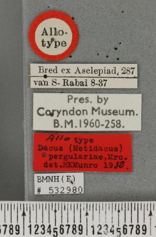 Dacus (Metidacus) pergulariae Munro, 1938 - BMNHE_532980_label_39946