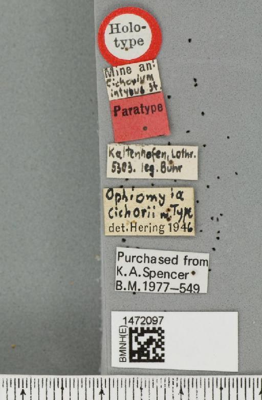 Ophiomyia cichorii Hering, 1949 - BMNHE_1472097_label_47127