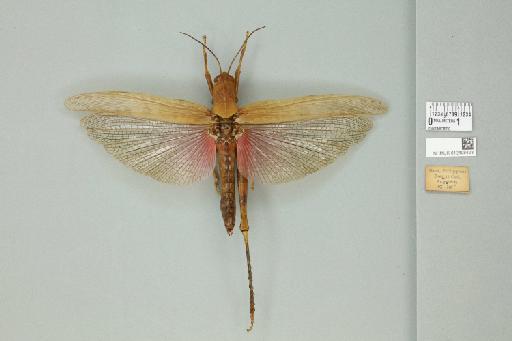 Valanga nigricornis fortis (Walker, 1870) - 012498423_71900_91489