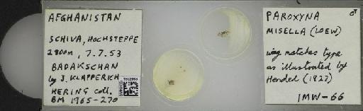 Campiglossa misella (Loew, 1869) - BMNHE_1502063_57586