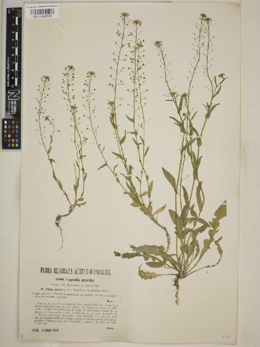 Capsella × gracilis Gren. - BM013398742