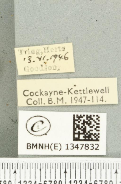 Korscheltellus lupulina ab. senex Pfitzner, 1912 - BMNHE_1347832_label_186357