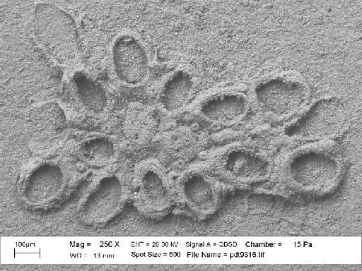 Iyarispora chiass Martha et al., 2019 - PI BZ 7950 - Iyarispora chiass