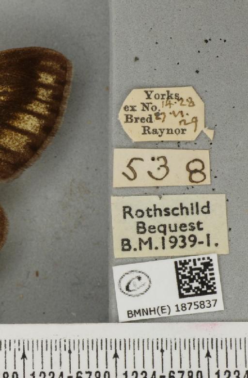 Abraxas grossulariata (Linnaeus, 1758) - BMNHE_1875837_label_436282