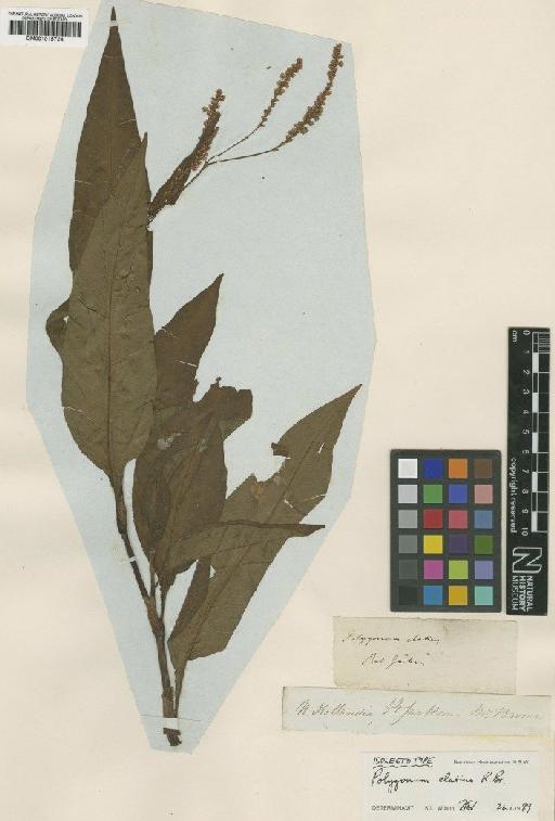 Polygonum lapathifolium L. - BM001015724