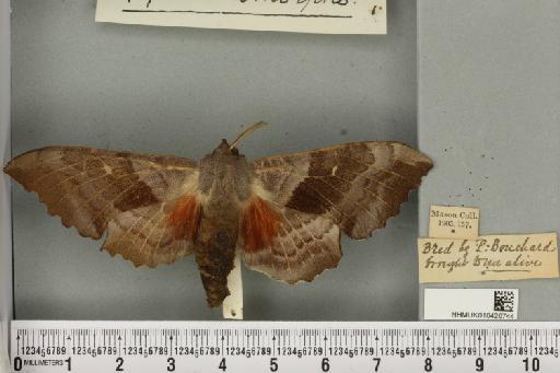 Laothoe populi populi (Linnaeus, 1758) - NHMUK_010420744_a_525539