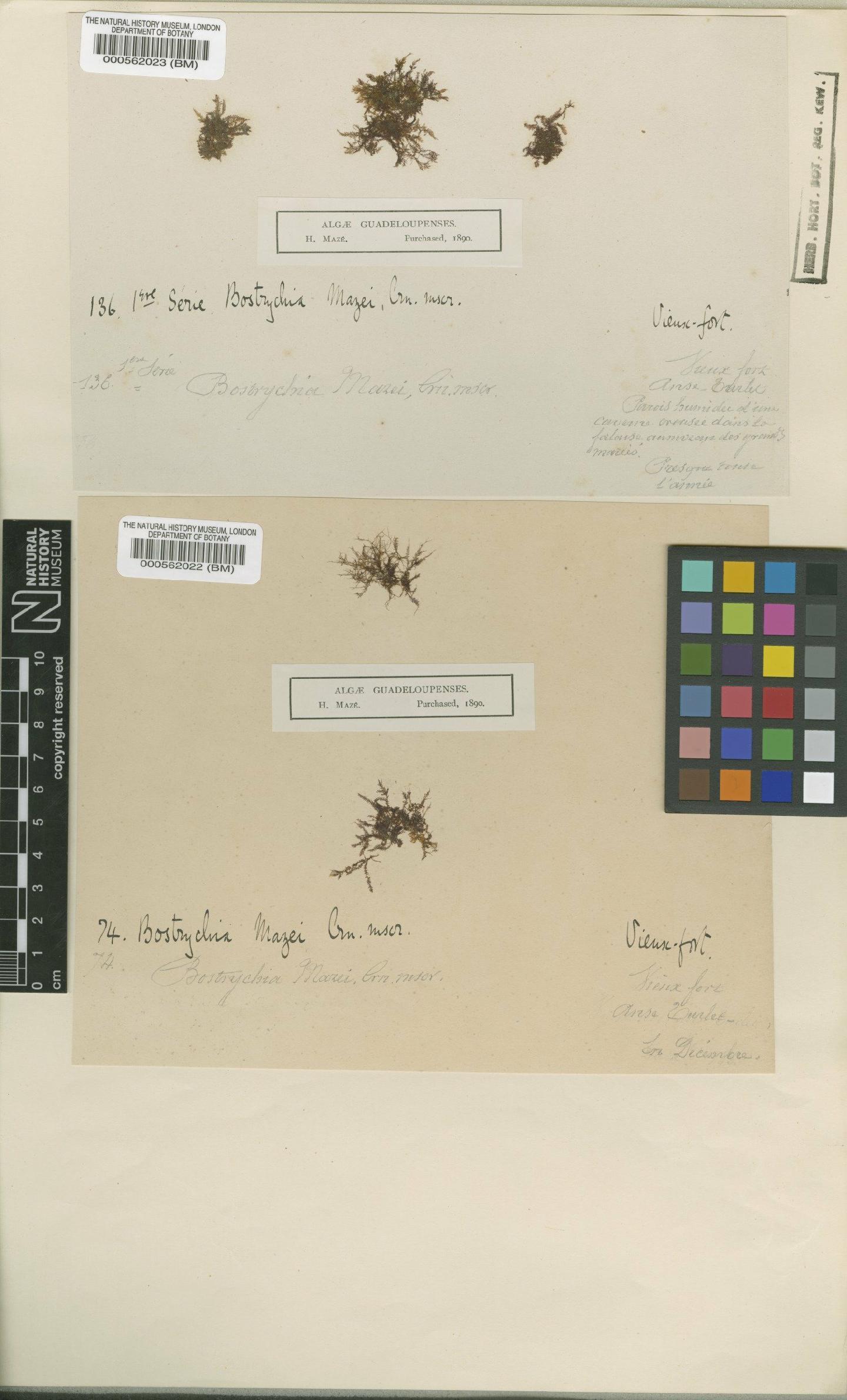 To NHMUK collection (Bostrychia mazei Crouan; Syntype; NHMUK:ecatalogue:4834259)