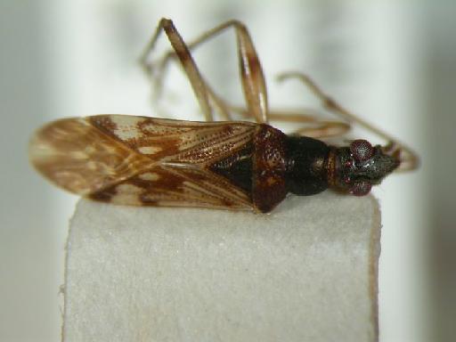 Pam sarawakensis Malipatil - Hemiptera: Pamsar