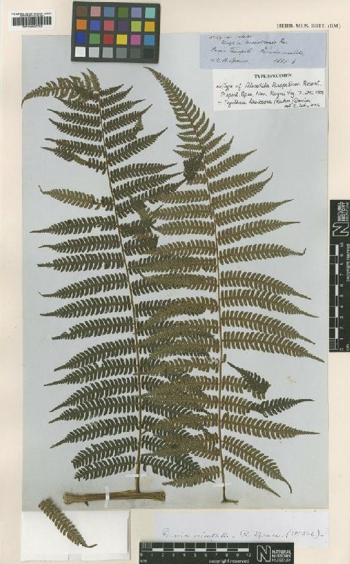 Cyathea lasiosora (Kuhn) Domin - BM000937700