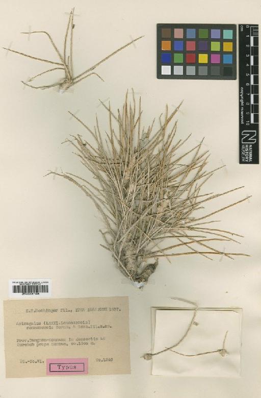 Astragalus semnanensis Bornm. & Rech.f. - BM000997395