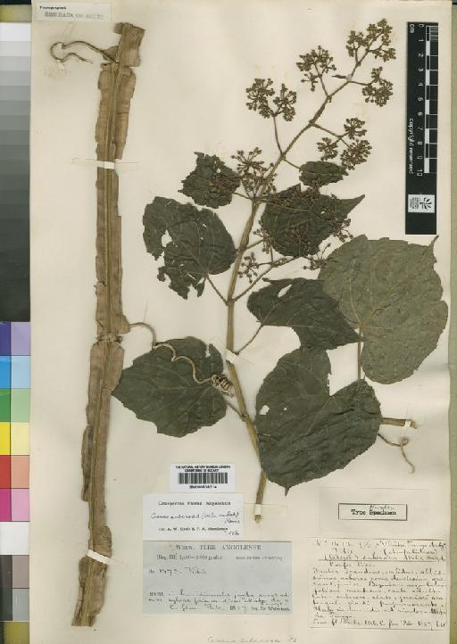Cissus petiolata Hook.f. - BM000838314