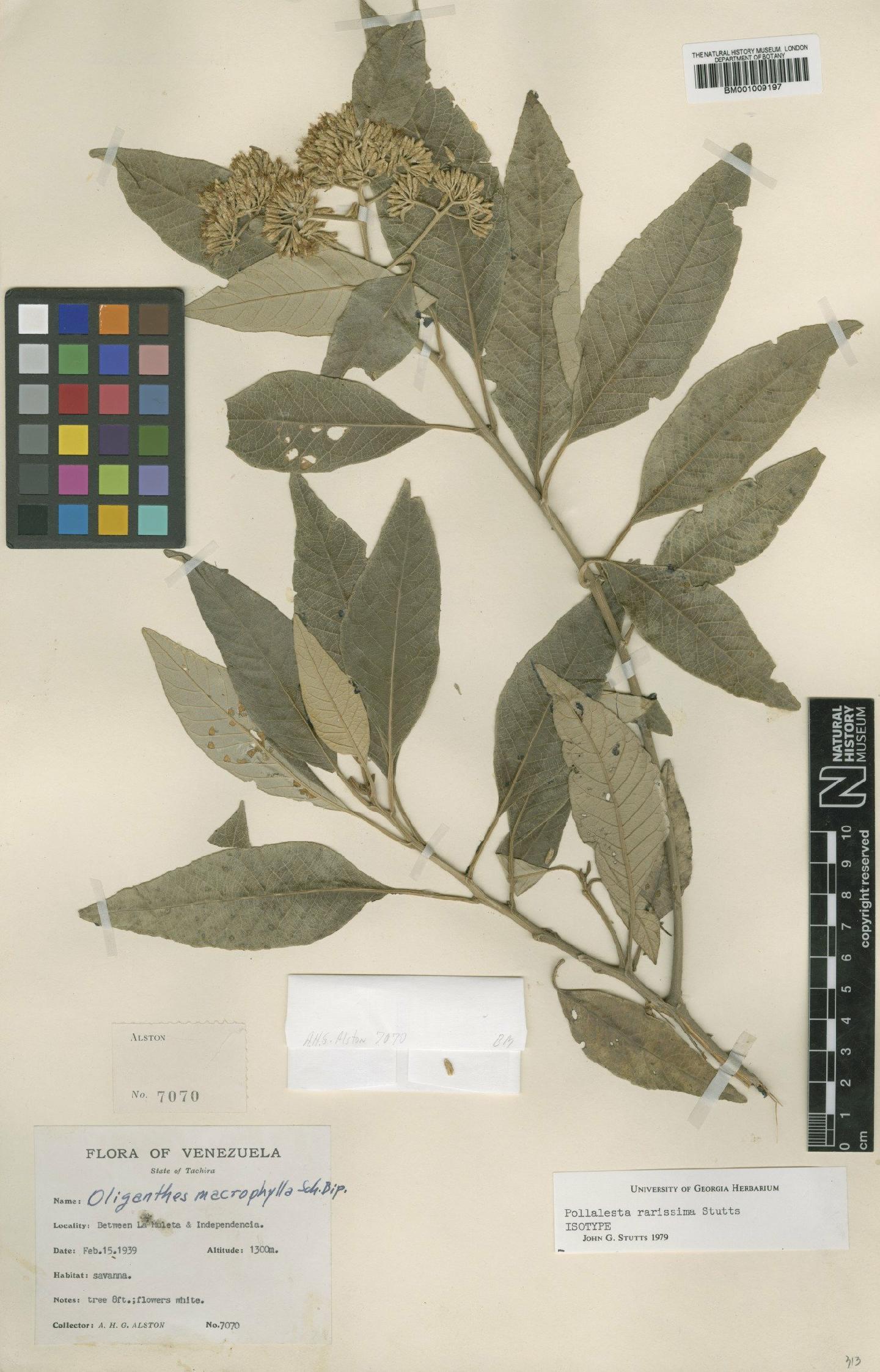 To NHMUK collection (Pollalesta rarissima Stutts; Isotype; NHMUK:ecatalogue:557257)