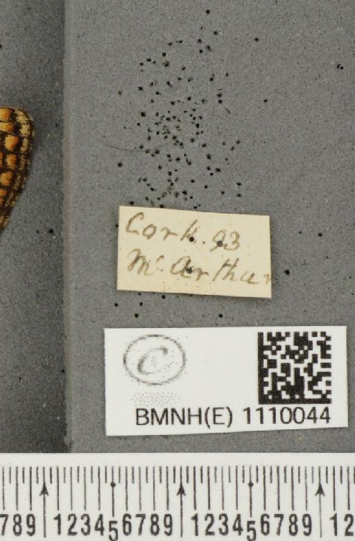 Euphydryas aurinia f. hibernica Birchall, 1873 - BMNHE_1110044_label_51690
