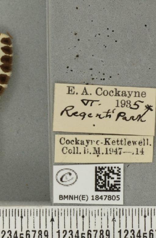 Abraxas grossulariata (Linnaeus, 1758) - BMNHE_1847805_label_418109