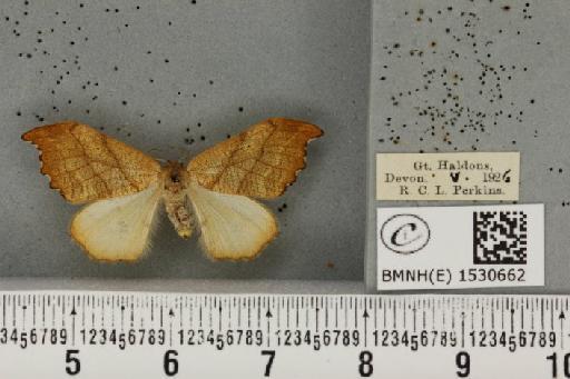 Falcaria lacertinaria (Linnaeus, 1758) - BMNHE_1530662_187020