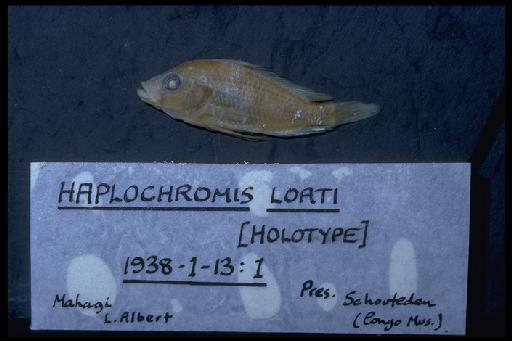 Haplochromis loati Greenwood, 1971 - Haplochromis loati; 1938.1.13.1