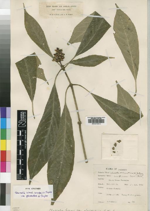 Chassalia hiernii var. glandulosa Taylor - BM000798824