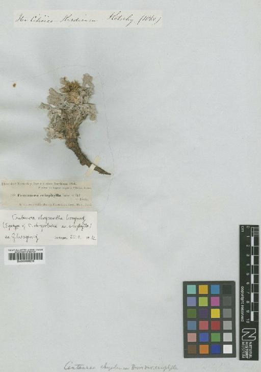 Centaurea chrysantha Wagenitz - BM000996216