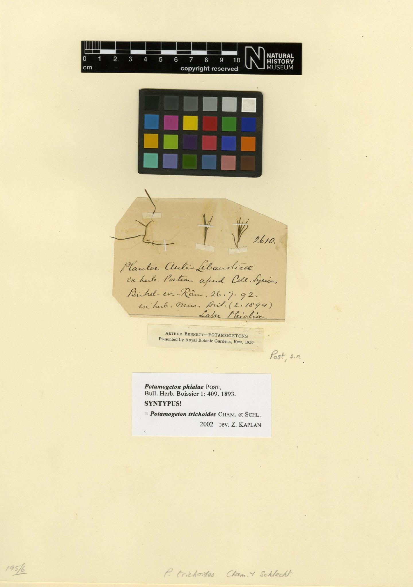 To NHMUK collection (Potamogeton trichoides Cham. & Schltdl.; Syntype; NHMUK:ecatalogue:4967527)