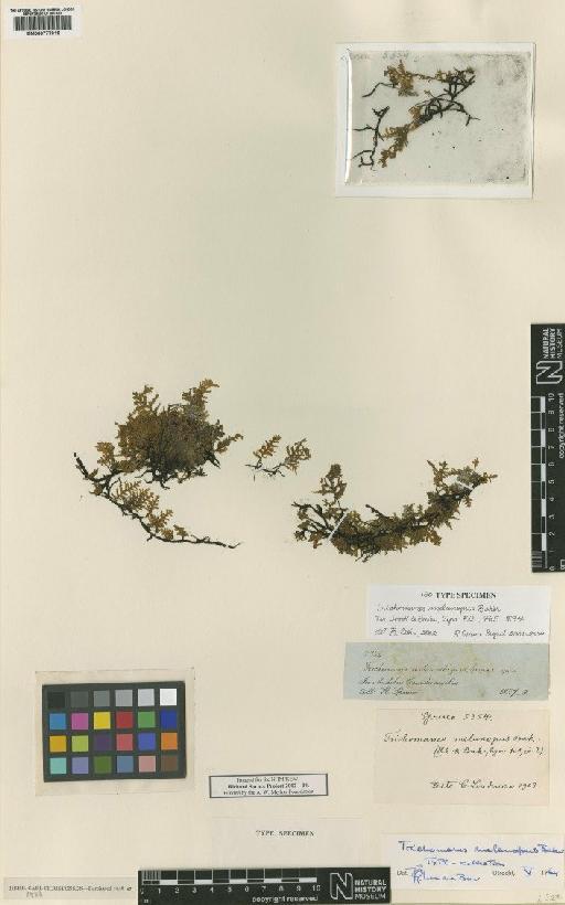 Didymoglossum melanopus (Baker) Copel. - BM000777016