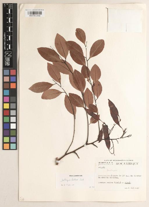 Dalbergia boehmii Taub. - BM013405602