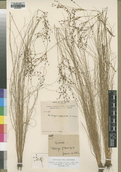 Bulbostylis congolensis De Wild. - BM000922573