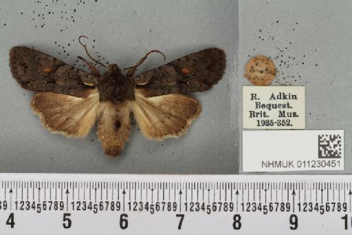 Lithophane furcifera suffusa (Tutt, 1892) - NHMUK_011230451_632707