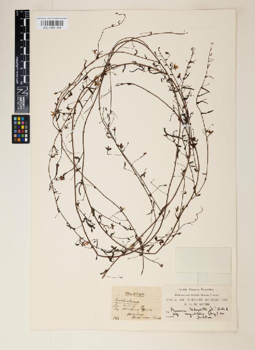 Xenostegia tridentata (L.) D.F.Austin & Staples - 013861485