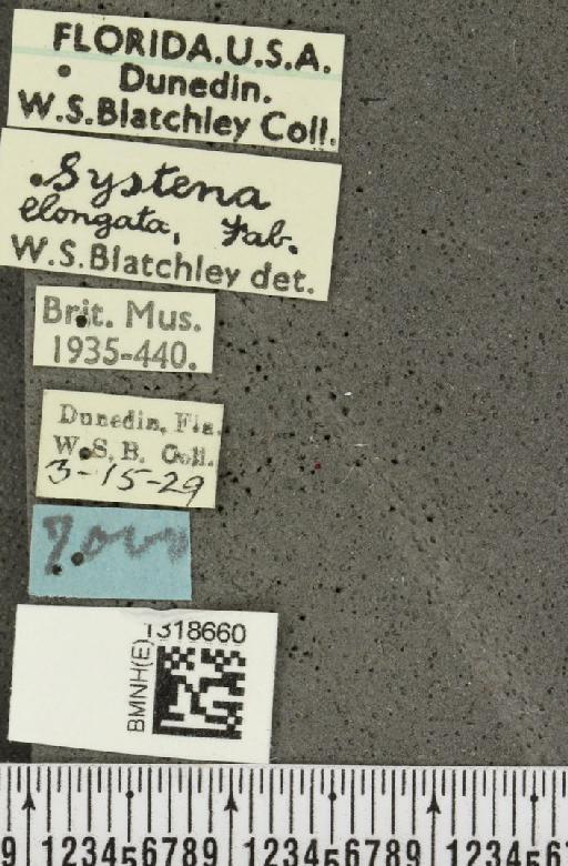 Systena elongata (Fabricius, 1798) - BMNHE_1318660_label_26176