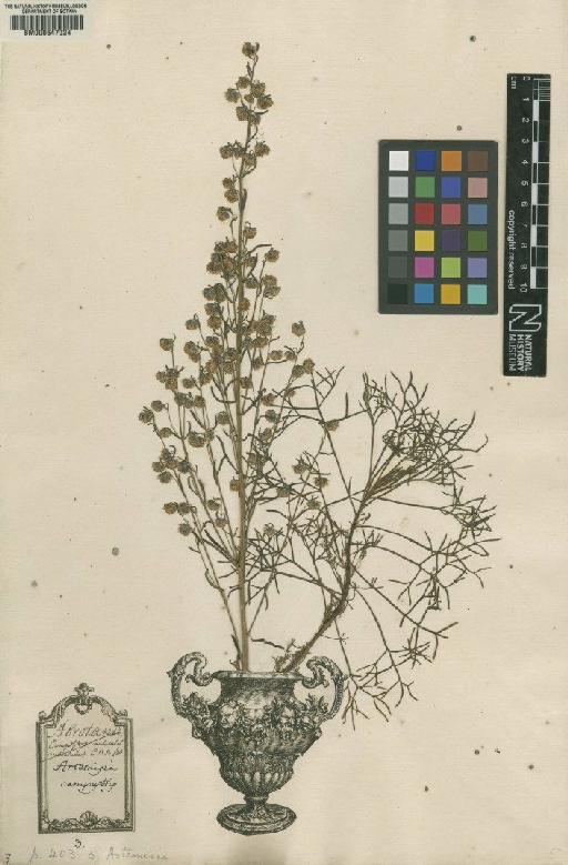 Artemisia campestris L. - BM000647024