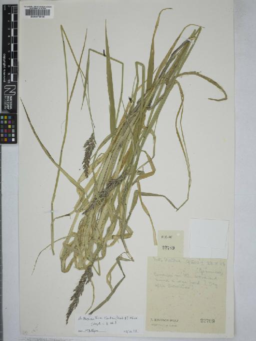 Flowering plant - 000759125