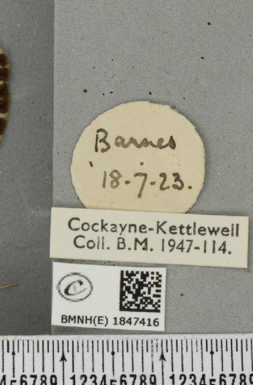 Abraxas grossulariata (Linnaeus, 1758) - BMNHE_1847416_label_414045