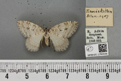 Epirrita autumnata ab. pallida Clark, 1896 - BMNHE_1790655_360889