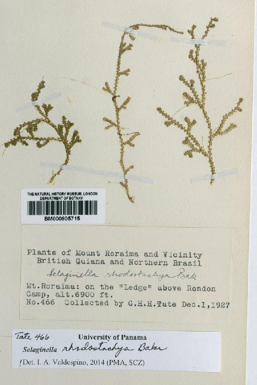 Selaginella rhodostachya Baker - BM000905715