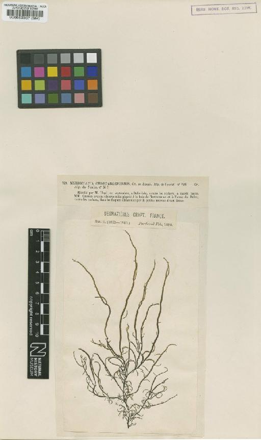 Sauvageaugloia griffithsiana (A.W.Griffiths ex Harv.) Hamel ex Kylin - BM000563067