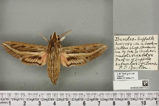 Hippotion celerio (Linnaeus, 1758) - NHMUK_010477181_534784