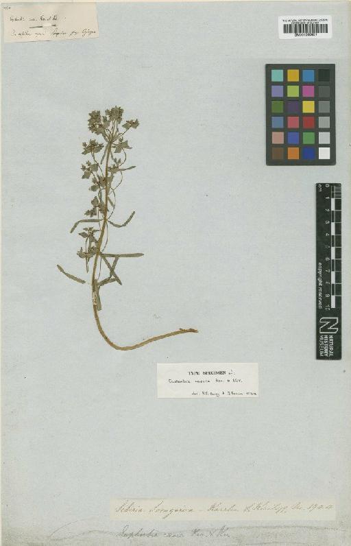 Euphorbia caesia Kar. & Kir. - BM001050631