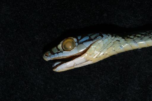 Leptophis ahaetulla nigromarginatus Günther, 1866 - Image of specimen 1946.1.5.7 also registered as 1866.2.15.3