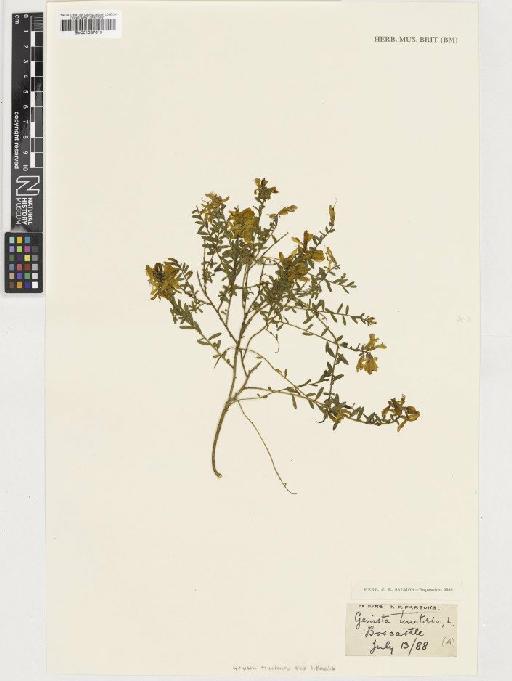 Genista tinctoria subsp. littoralis (Corb.) Rothm. - BM001037619