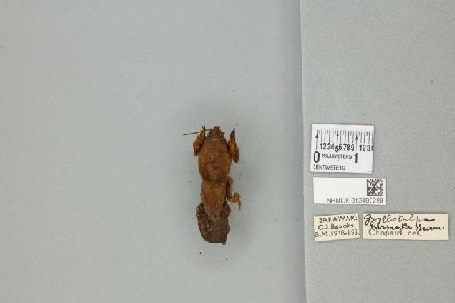 Gryllotalpa hirsuta Burmeister, 1838 - 012497289_72077_85518