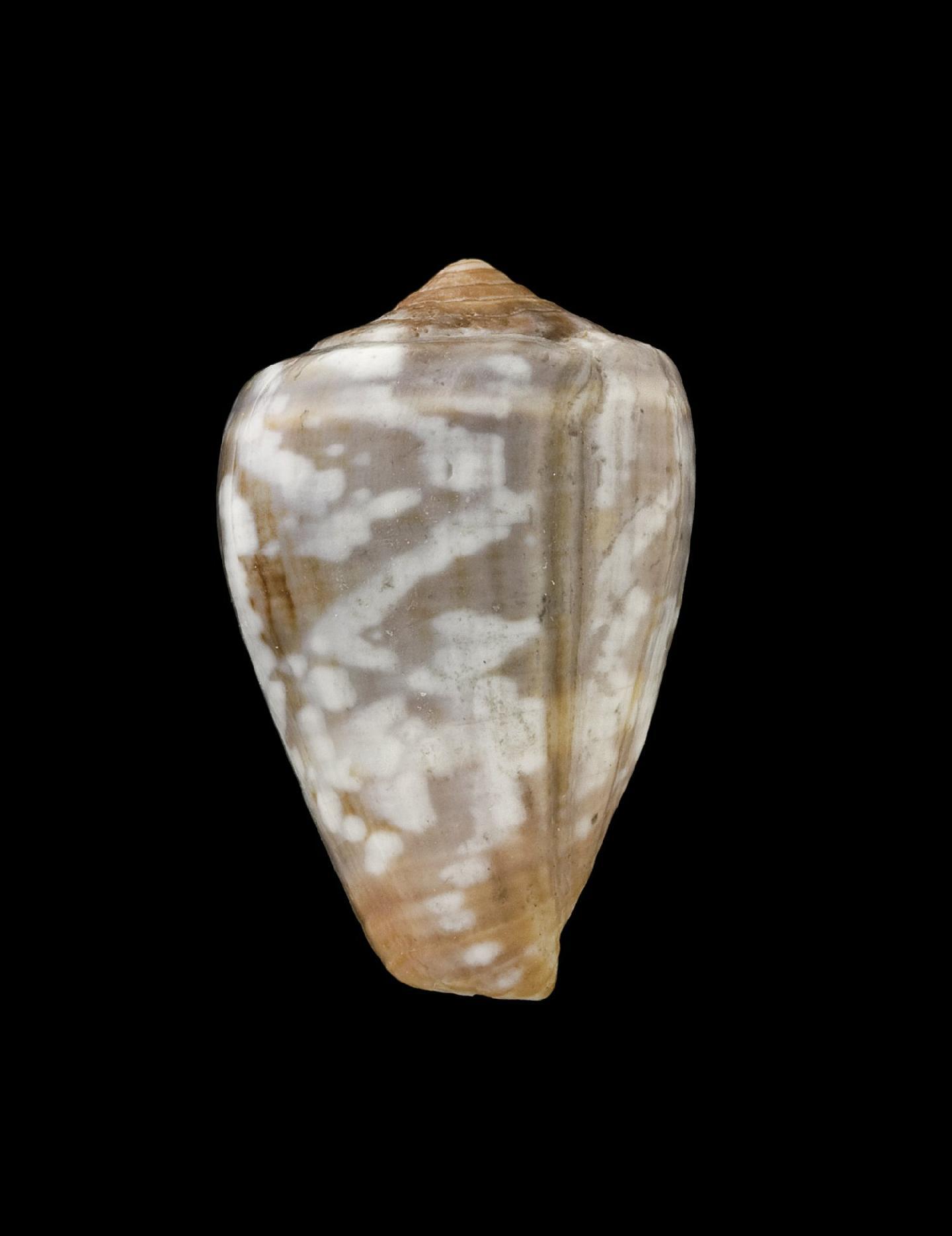 Conus irregularis