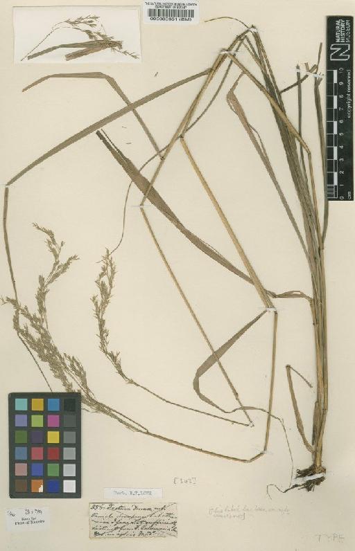 Festuca donax Lowe - BM000083951