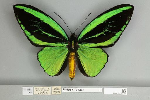 Ornithoptera priamus teucrus Joicey & Talbot, 1916 - 013603211__