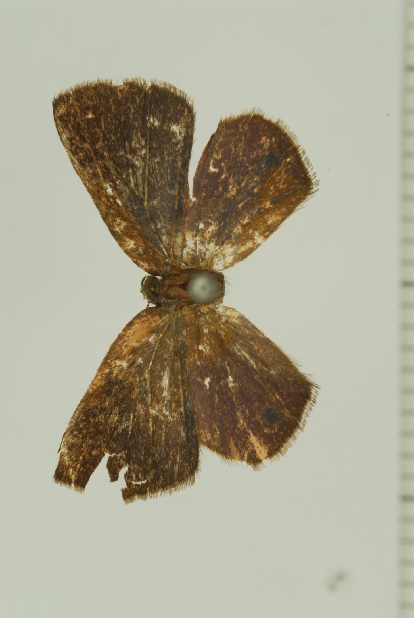 Chlorostrymon thumbnail