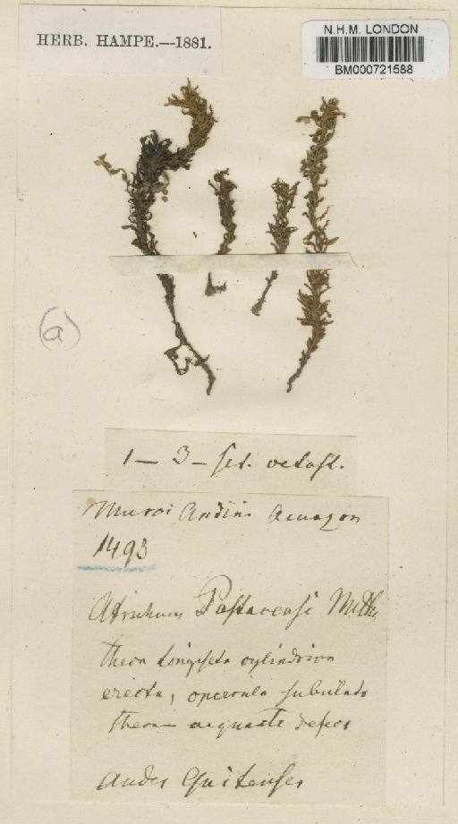 Atrichum androgynum (Müll.Hal.) A.Jaeger - BM000721588