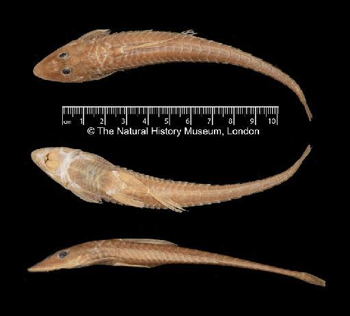 Loricariichthys labialis (Boulenger, 1895) - BMNH 1926.10.27.384, Loricariichthys labialis