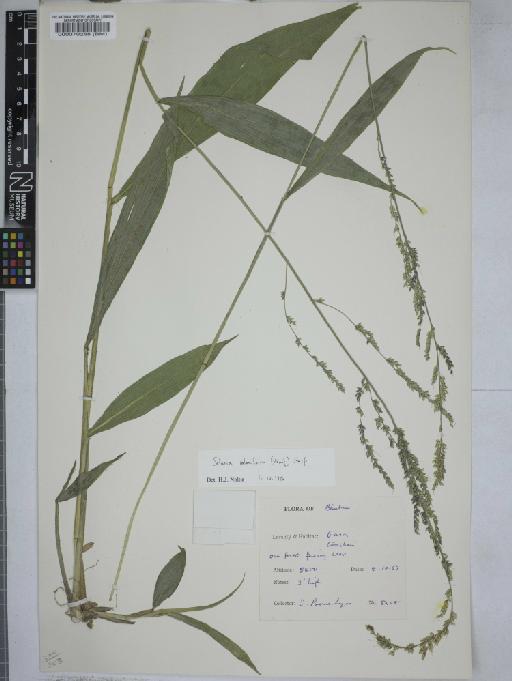 Setaria palmifolia (J.Koenig) Stapf - 000070288