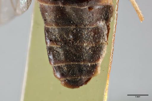 Atylotus albipalpus (Walker) - 014064146_dorsal_terminalia
