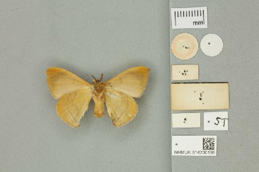 Anthocroca amycla Druce, 1890 - 014200199 Anthocroca amycla Druce, 1890 _Syntype _Ventral_with_labels